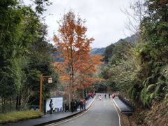 -江西阳明山国家森林公园