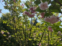 -铁山坪森林公园