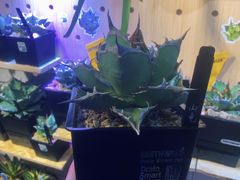 -Rabbit Cafe私房西餐甜点咖啡(栖霞路店)