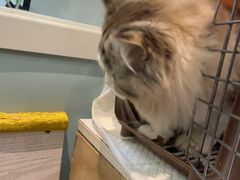 -纳吉亚猫专科动物医院·北北分院