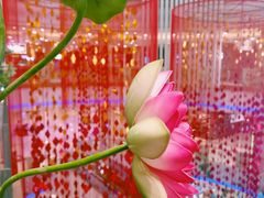 -碧乐城(无锡梁溪店)