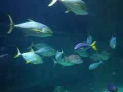 -悉尼海洋生物水族馆