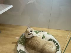 -青奢宠物·青奢猫舍