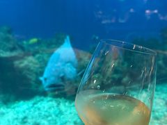 -涛·海底餐厅·美人鱼·自助餐·海底隧道(三亚海棠湾洲际度假酒店)