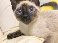 -欣宠猫屋·矮脚拿破仑·蓝金金渐层