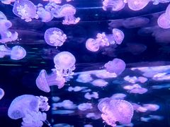 -北海海底世界