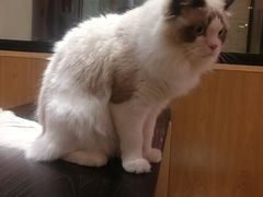 -滚猫咖啡·猫咖·猫友好撸猫(未来城店)