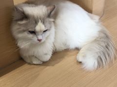 -瞄一喵猫咖(格力海岸店)