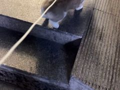 -中国农业大学动物医院