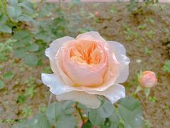 -鹅湖玫瑰文化园