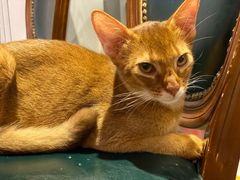 -猫小院猫主题餐厅(三里屯店)