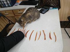 -瑞鹏宠物医院·猫科·宠保定点(梅溪湖分院)