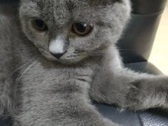 -lincat·猫舍(广州店)
