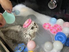 -佳雯宠物医院·皮肤科·内外科(春晓路分院)