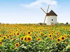 -洪湖湿地生态园