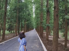 -东平国家森林公园