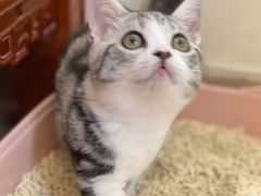 -lincat·猫舍(广州店)
