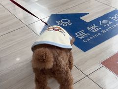 -申普宠物医院·眼科·心内科·影像科(普陀分院)