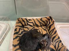 -momokira米努特·德文卷毛猫·棉花面纱犬