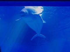 -上海海昌海洋公园-冰山北极馆