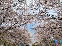 -高东镇樱花园