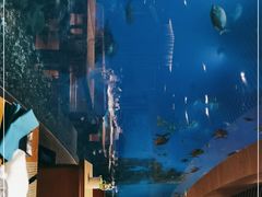 -海棠湾洲际-涛·海底餐厅·美人鱼·自助餐·海底隧道