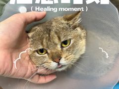 -达爱动物医院·犬猫分区·CT·复杂眼科(远洋山水分院)