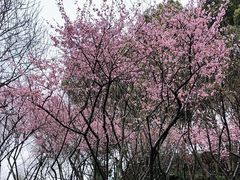 -重庆彩云湖湿地公园