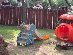 -西霞口神雕山野生动物世界