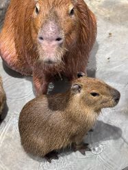 -Zoolung Zoolung动物主题公园(海信广场店)