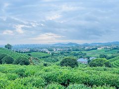 -龙坞茶村