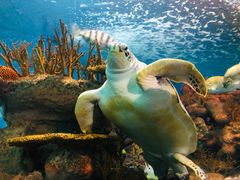 -上海海洋水族馆