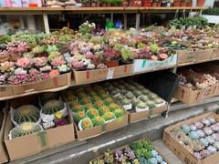 -平吉花卉市场
