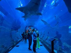 -迪拜水族馆及水下动物园