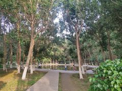 -长白岛森林公园