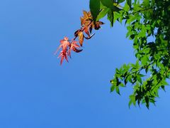 -桃花岭景区