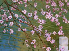 -桃花堤公园