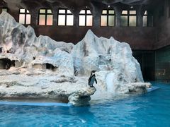 -帝企鹅自助餐厅•儿童岛•真企鹅(长隆企鹅酒店)