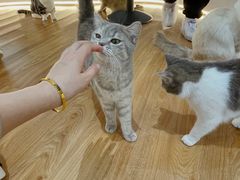 -COLOR PETS 撸猫馆·购猫·猫咖(长风大悦城店)