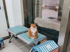 -四月宠物医院·猫专科·心脏专科·内科(转塘店)