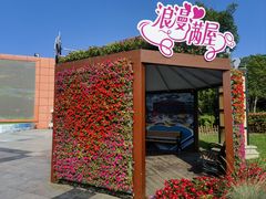 -荷兰花海
