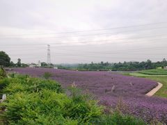 -紫颐香薰山谷景区