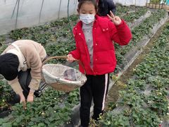 -青浦采草莓天天草莓园