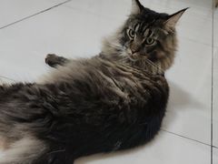 -鼓捣猫呢主题猫咖店