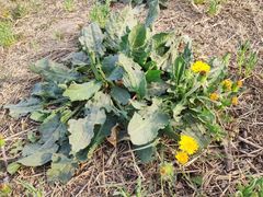 -汉长安城未央宫国家考古遗址公园