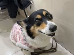-艾贝尔宠物医院·24H转诊中心·肿瘤猫专科(江宁双龙店)