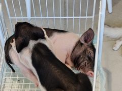 -怪兽屋·羊驼·猫咖·狗咖(俊华广场店)