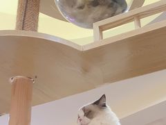 -滚猫咖啡·猫咖·猫友好撸猫(未来城店)