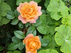 -四川农业大学(雅安校区)