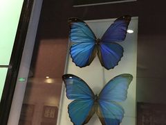 -上海昆虫博物馆